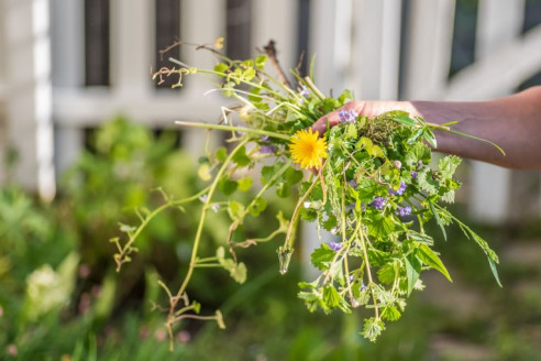 Забудьте про кипяток и химию: раскрыт способ, как выдрать сорняки с корнем раз и навсегда
